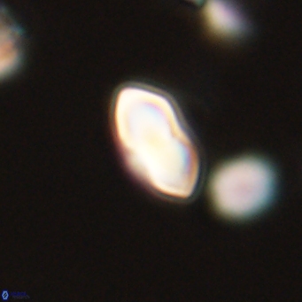 Discoaster lenticularis 67060