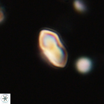 Discoaster lenticularis 67061