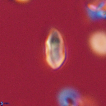 Discoaster lenticularis 67063