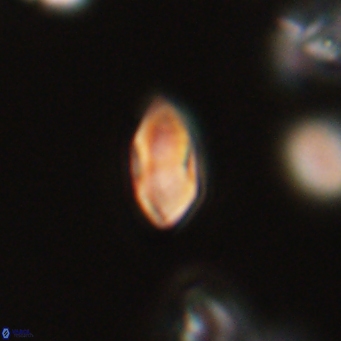 Discoaster lenticularis 67064