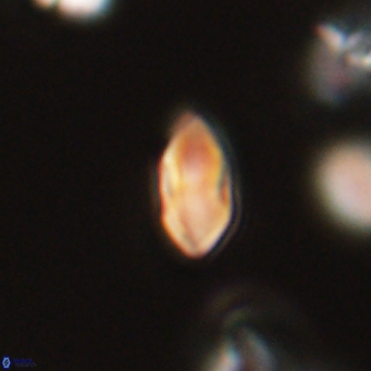 Discoaster lenticularis 67065