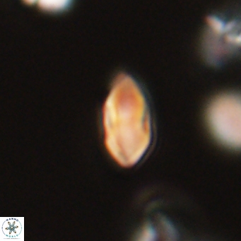 Discoaster lenticularis 67065