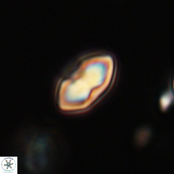 Discoaster lenticularis 67066