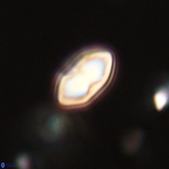 Discoaster lenticularis 67069