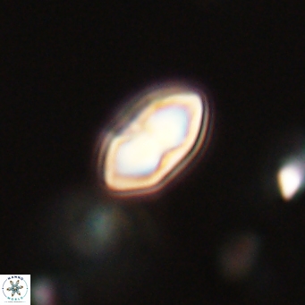 Discoaster lenticularis 67069