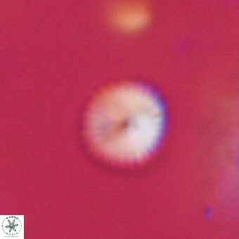 Discoaster lenticularis 67035