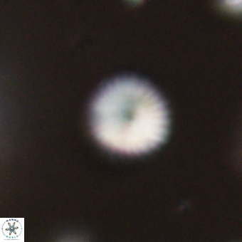 Discoaster lenticularis 67036