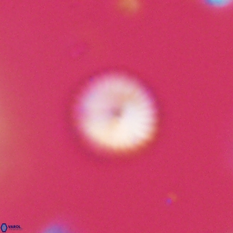 Discoaster lenticularis 67037