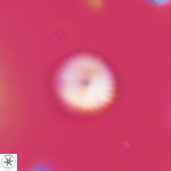 Discoaster lenticularis 67037