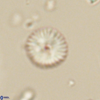 Discoaster lenticularis 67038
