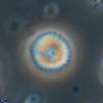 Discoaster lenticularis 67039