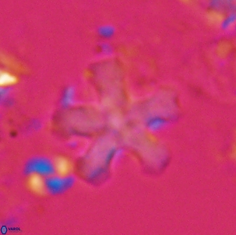 Discoaster leroyi 27740