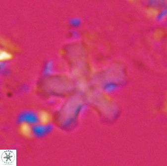 Discoaster leroyi 27740