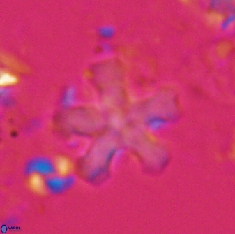 Discoaster leroyi 27741