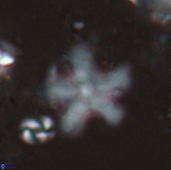 Discoaster leroyi 27742