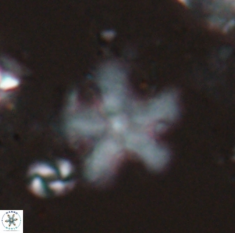 Discoaster leroyi 27742