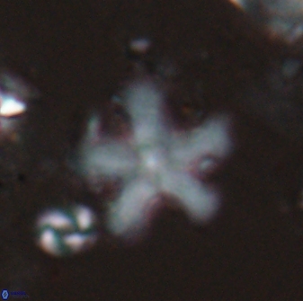 Discoaster leroyi 27743