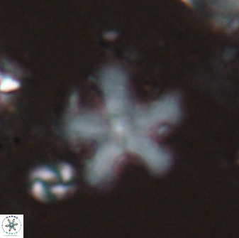 Discoaster leroyi 27743