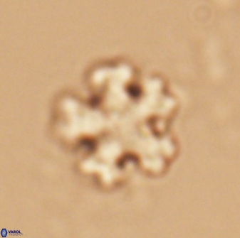 Discoaster leroyi 27768