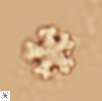 Discoaster leroyi 27768