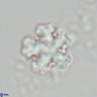 Discoaster leroyi 27769