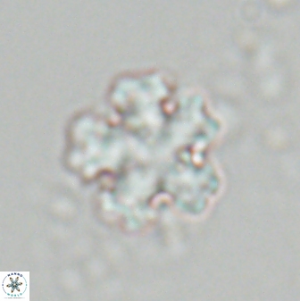 Discoaster leroyi 27769