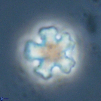 Discoaster leroyi 27770