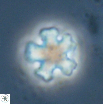 Discoaster leroyi 27770