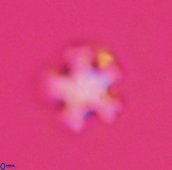 Discoaster leroyi 27772