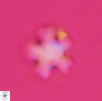 Discoaster leroyi 27772