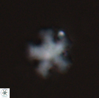 Discoaster leroyi 27773