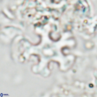 Discoaster leroyi 27734