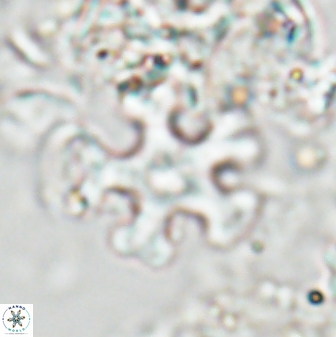 Discoaster leroyi 27734