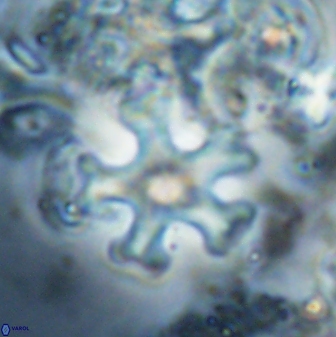 Discoaster leroyi 27735