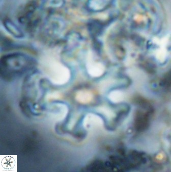 Discoaster leroyi 27735