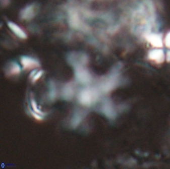 Discoaster leroyi 27737
