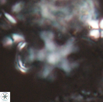 Discoaster leroyi 27737
