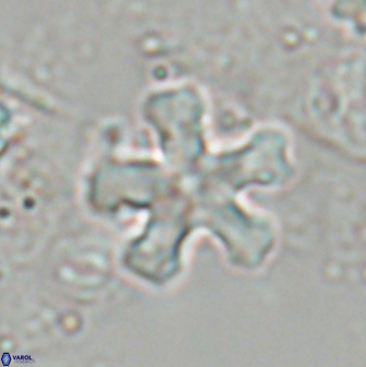 Discoaster leroyi 27738
