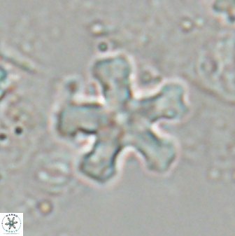 Discoaster leroyi 27738