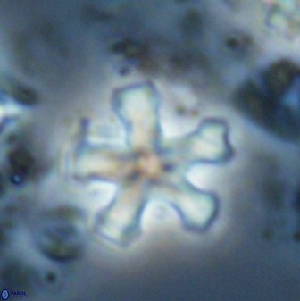 Discoaster leroyi 27739
