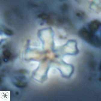 Discoaster leroyi 27739