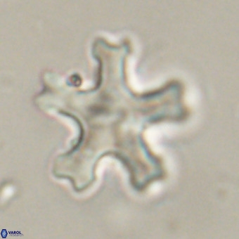 Discoaster leroyi VR 32423