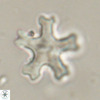 Discoaster leroyi VR 32423