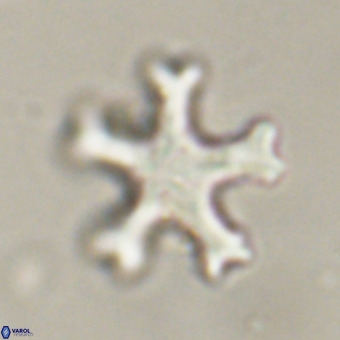 Discoaster leroyi VR 32424