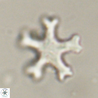 Discoaster leroyi VR 32424