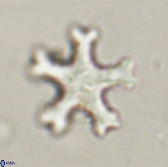 Discoaster leroyi VR 32425