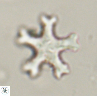 Discoaster leroyi VR 32425