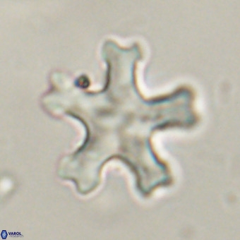 Discoaster leroyi VR 32426