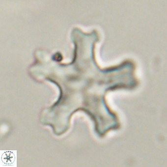 Discoaster leroyi VR 32426