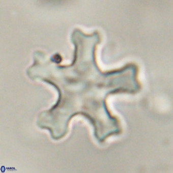 Discoaster leroyi VR 32427